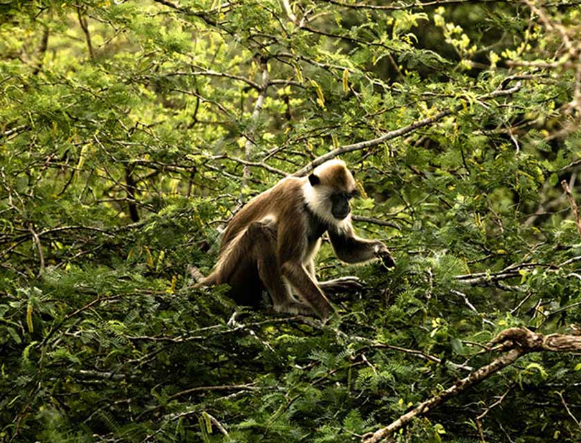 Monkeying Around: Introduction to the Primates of Yala