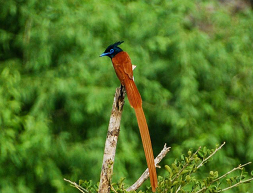 Migrant Birds of Sri Lanka