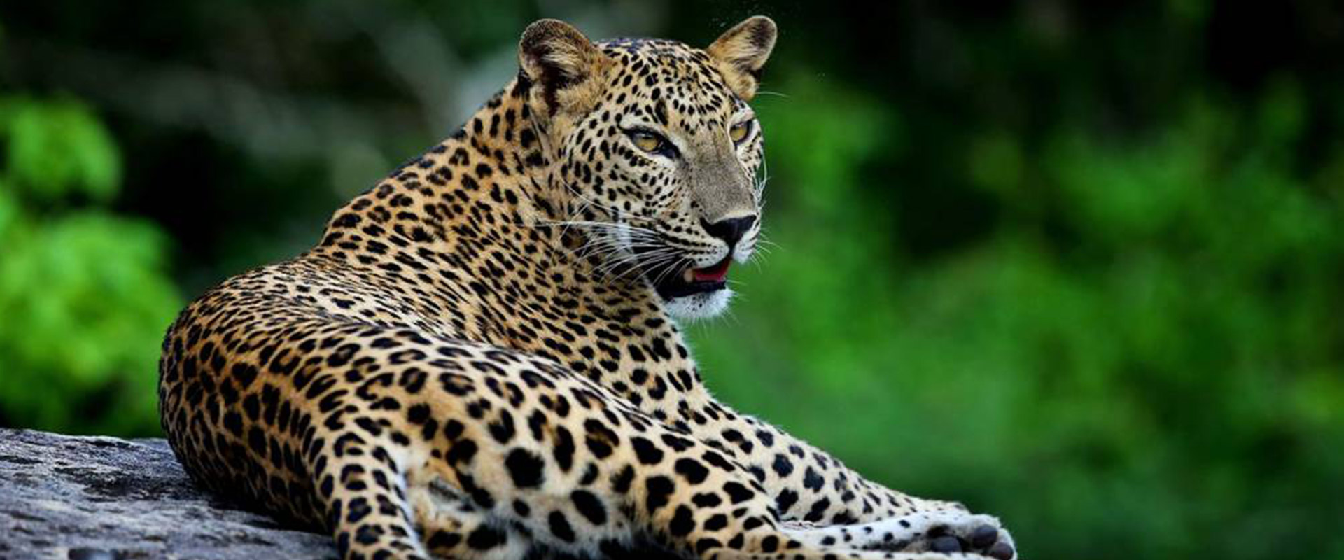 Premium Safari Experience in Sri lanka – The Hedonist