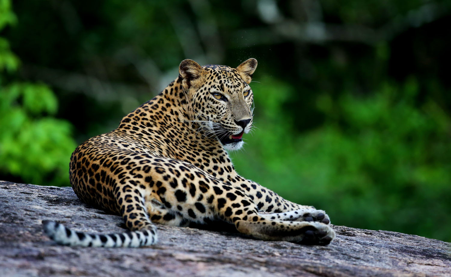 leopard in Yala National Park Sri Lanka