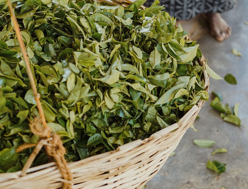 The History of Ceylon Tea