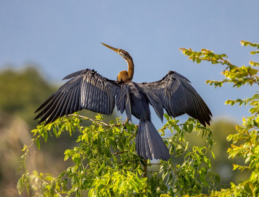 Birding in Sri Lanka | The Bundala Edition