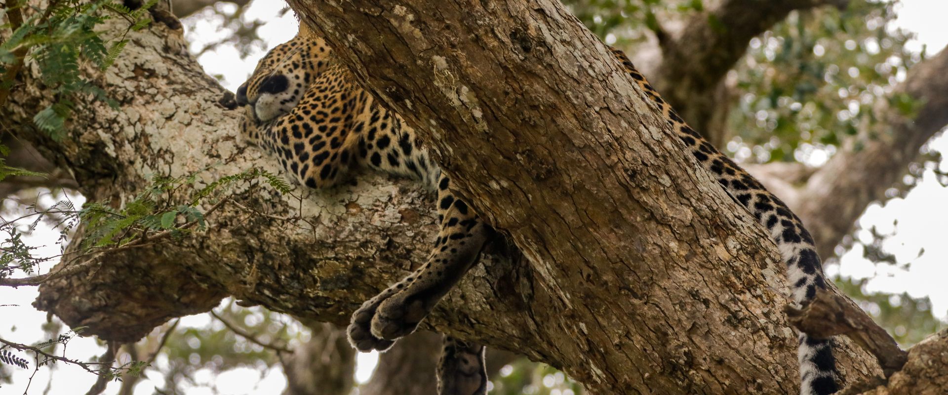How Wild Animals Catch Shut-Eye