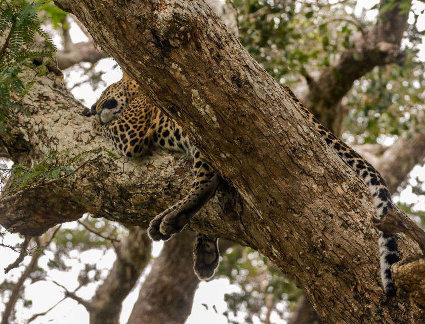 Safari Anecdotes: 3 Cubs Go In For a Kill