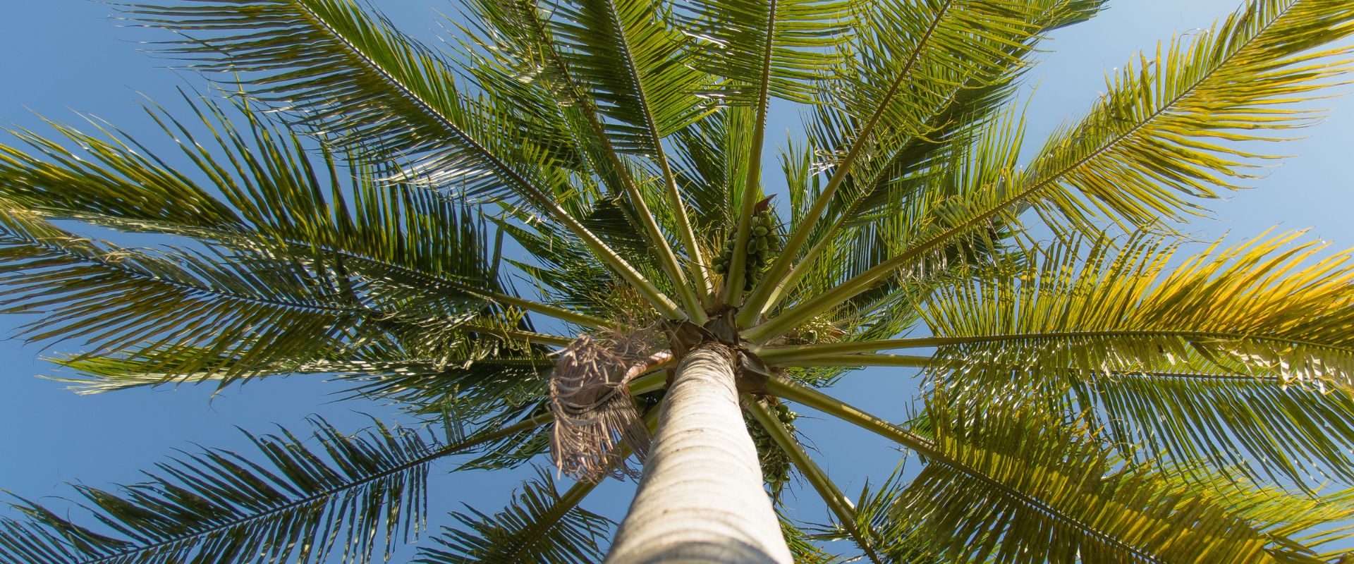 The Tree of Life | The Coconut Tree