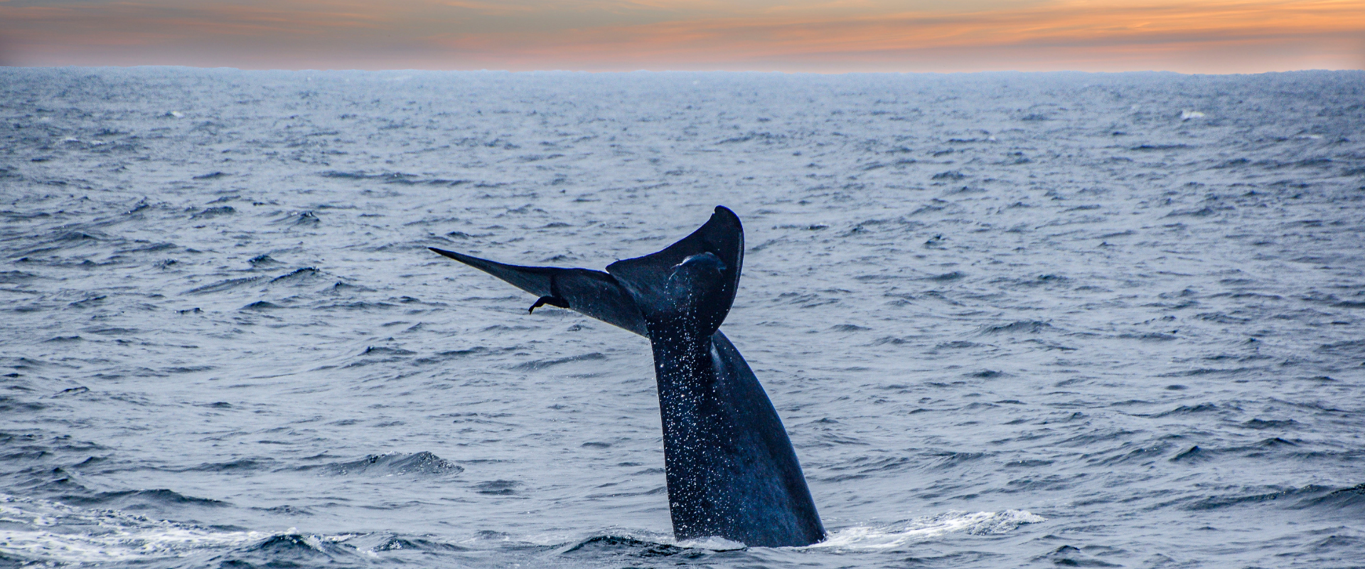 What to Expect on a Whale Watching Expedition