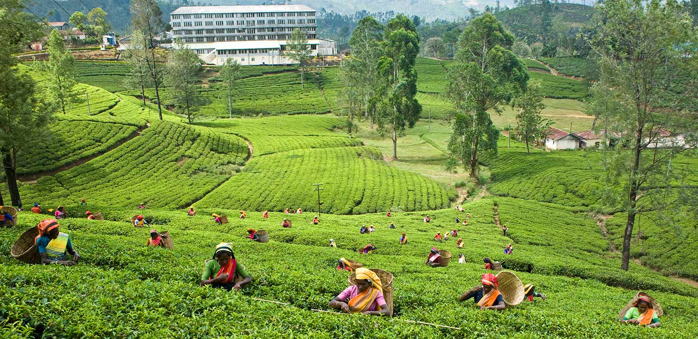 History of Ceylon Tea