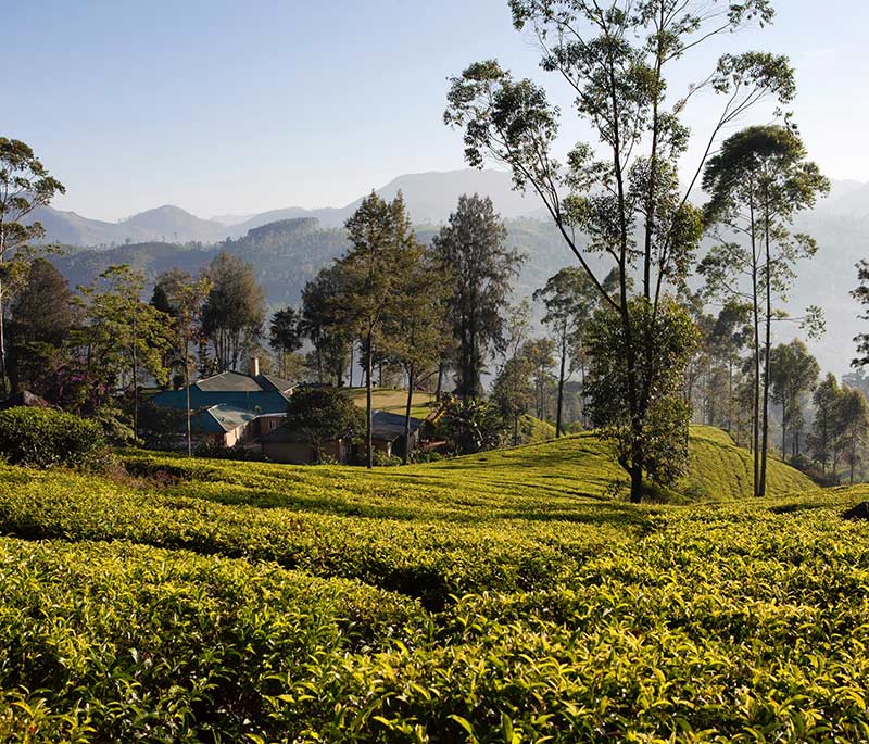 Island Escapes with Ceylon Tea Trails