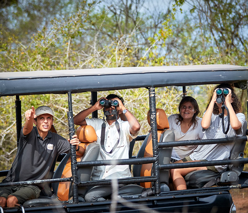 Exclusive Game Drive & Jungle Afternoon Tea