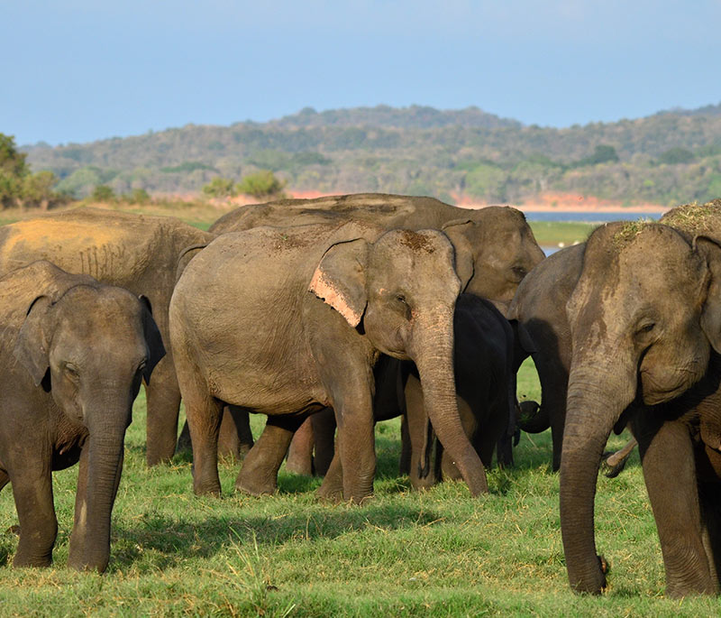 Uda Walawe Elephant Adventure