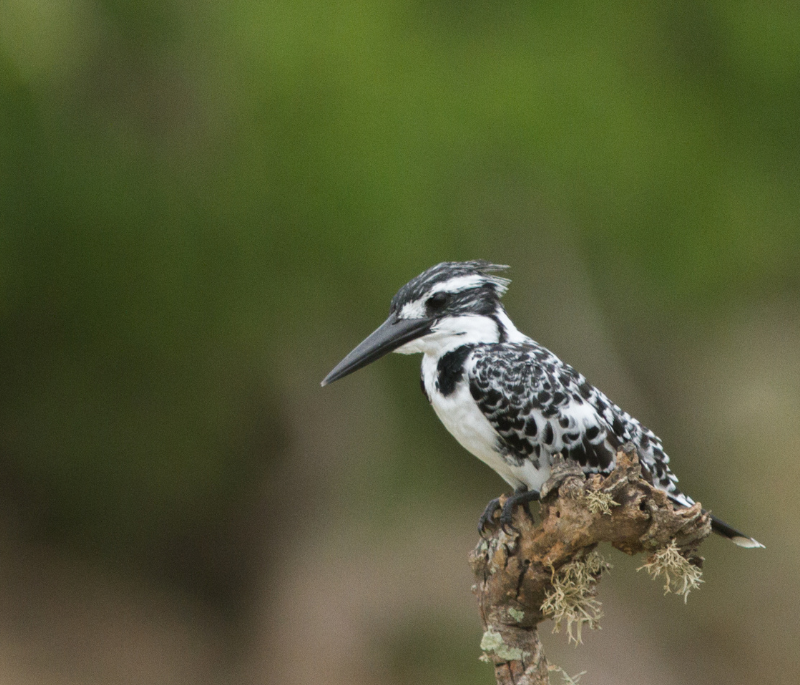 Birding Experience at Bundala National Park