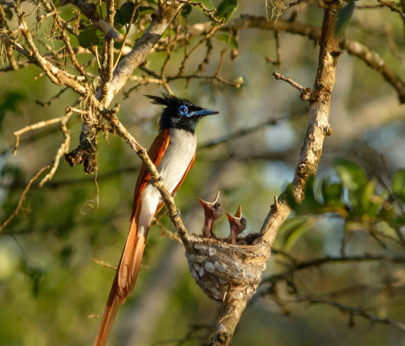Birding Experience at Bundala National Park