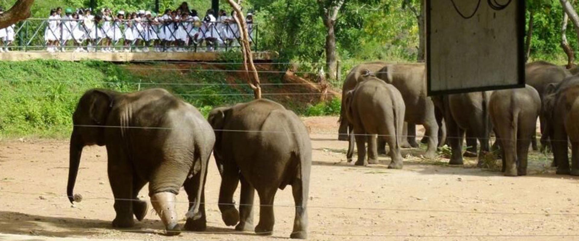 Uda Walawe Elephant Adventure